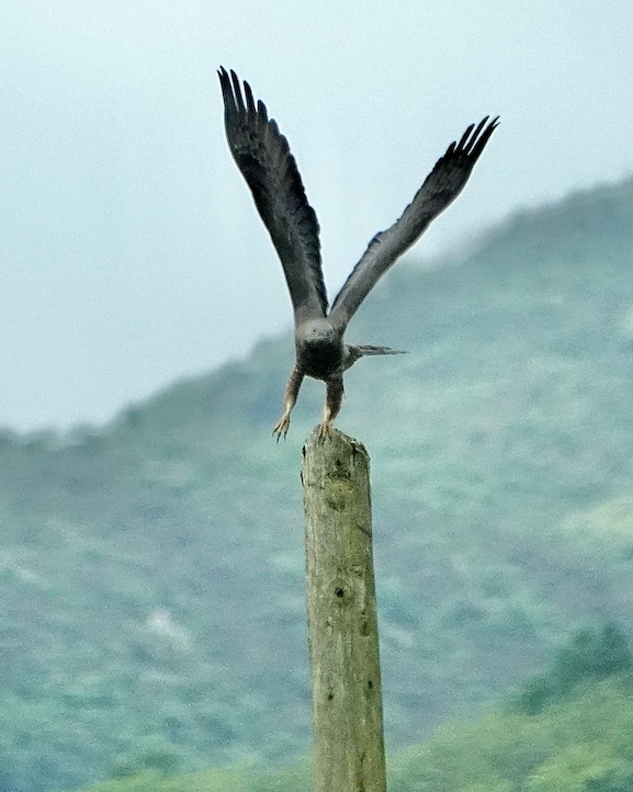 honey buzzard